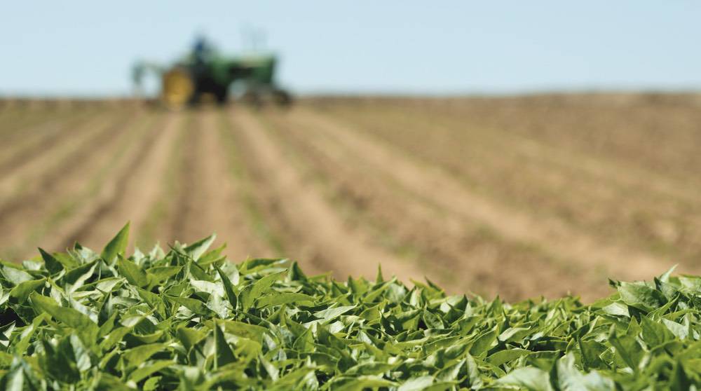 Low-angle view of green chile plants in a tilled field, with a green tractor working rows in the distance